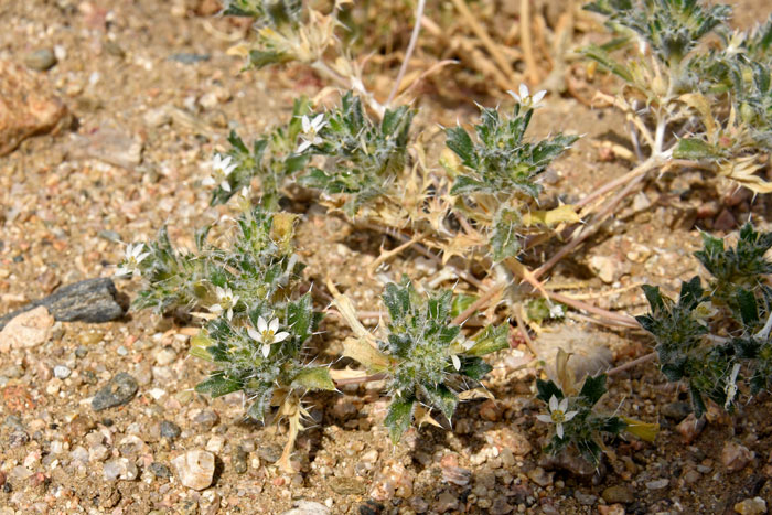 Loeseliastrum schottii, Schott's Calico